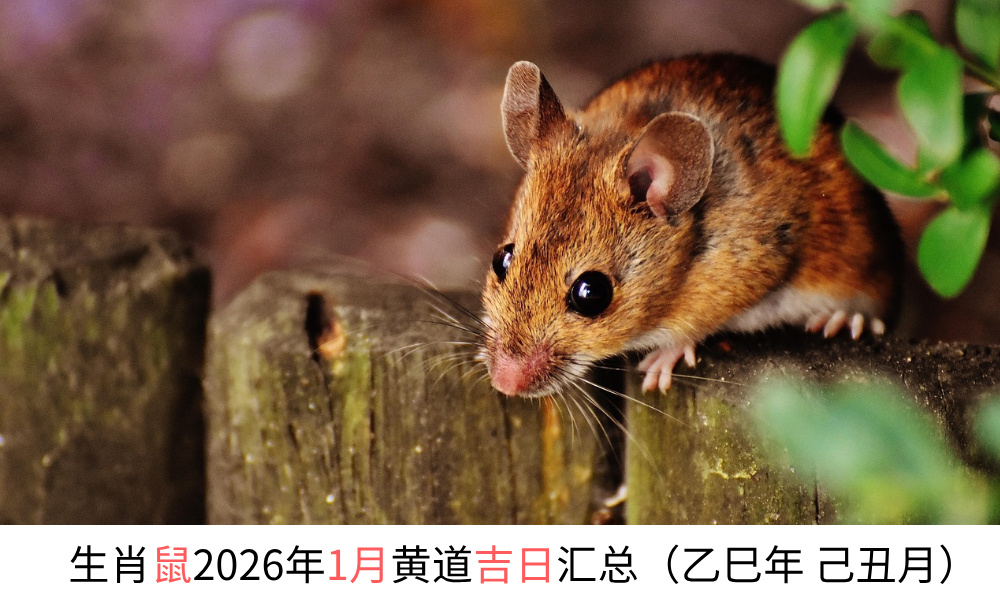 生肖鼠2026年1月黄道吉日汇总（乙巳年己丑月）