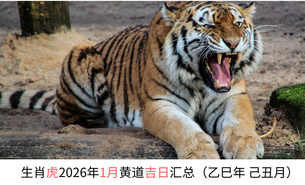 生肖虎2026年1月黄道吉日汇总（乙巳年己丑月）