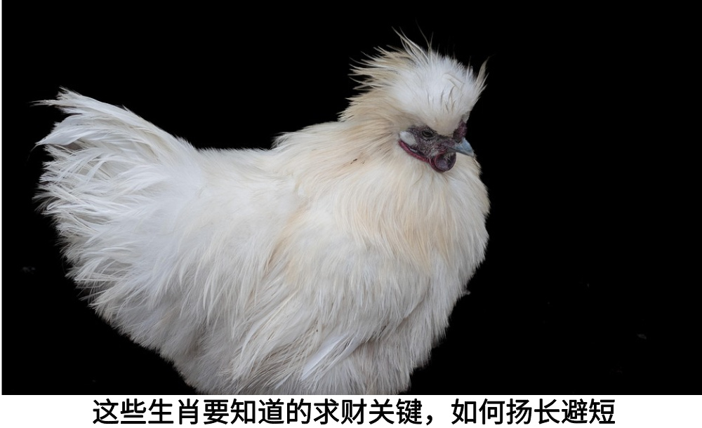 这些生肖要知道的求财关键，如何扬长避短