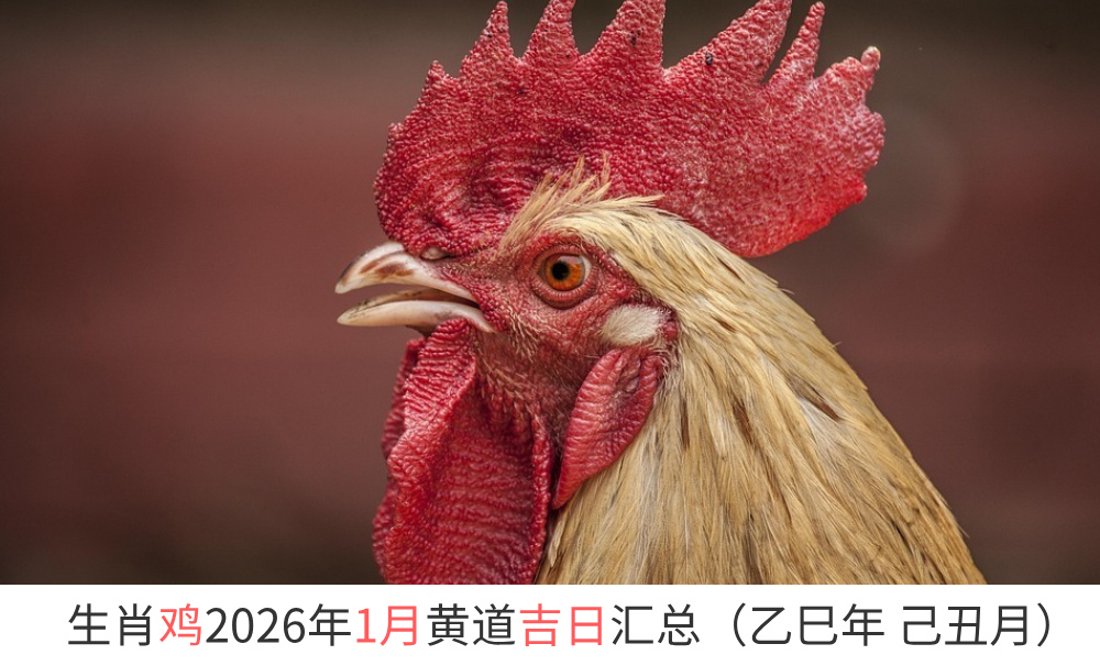 生肖鸡2026年1月黄道吉日汇总（乙巳年 己丑月）
