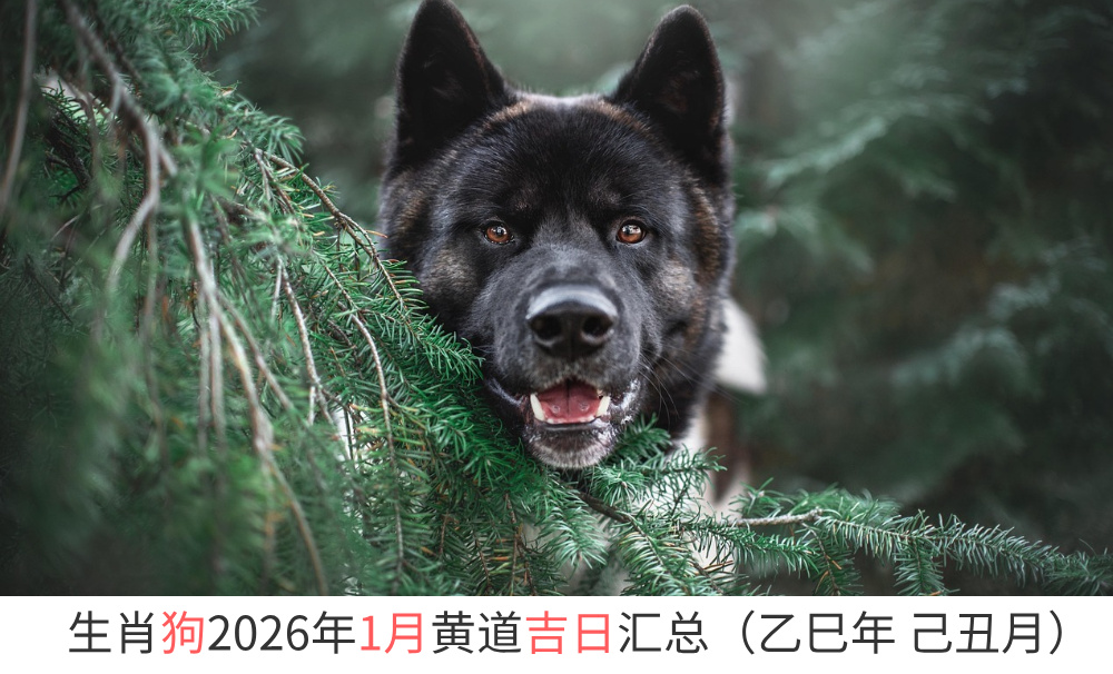 生肖狗2026年1月黄道吉日汇总（乙巳年己丑月）