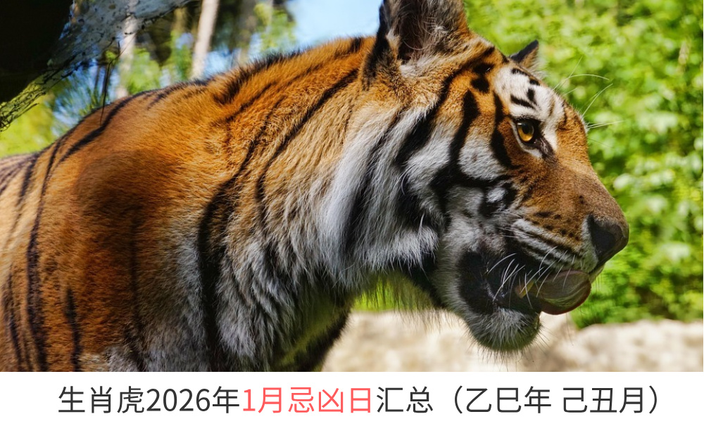 2026年1月生肖虎忌凶日汇总（趋吉避凶）