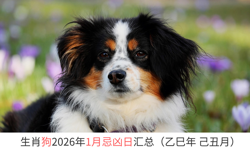 2026年1月生肖狗忌凶日汇总（趋吉避凶）