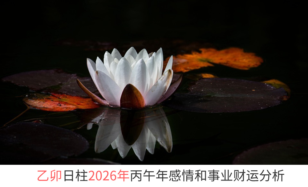 乙卯日柱2026年丙午年感情和事业财运势分析