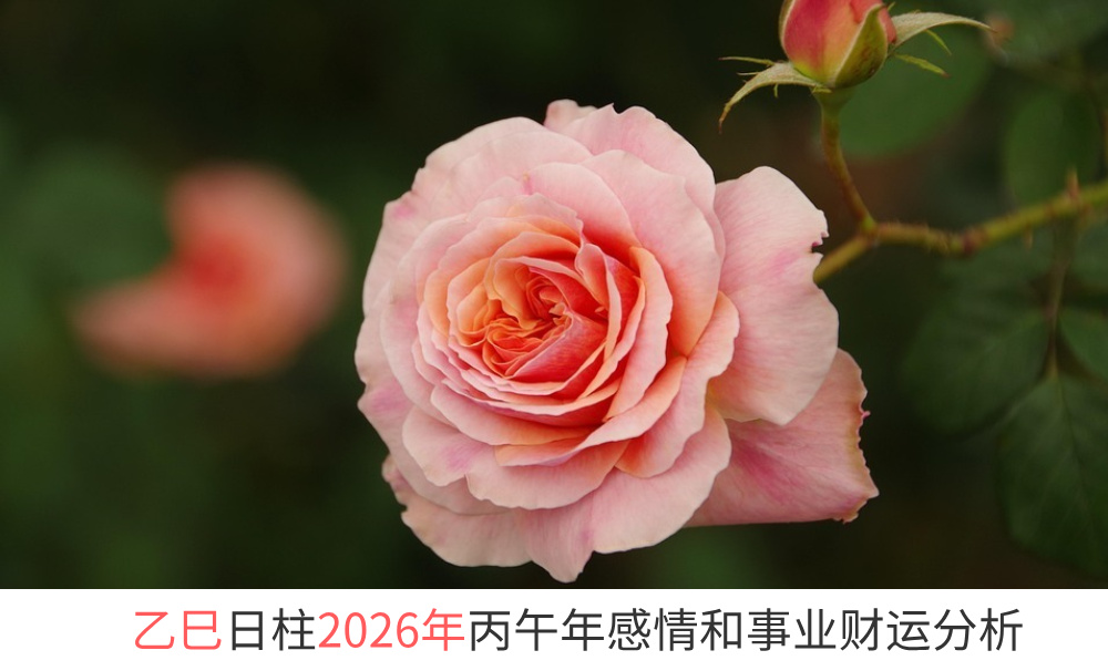 乙巳日柱2026年丙午年感情和事业财运势分析