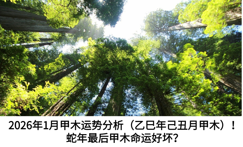 2026年1月甲木运势分析（乙巳年己丑月甲木）！蛇年最后甲木命运好坏？