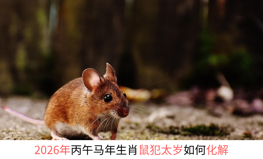 2026年丙午马年生肖鼠犯太岁如何化解？