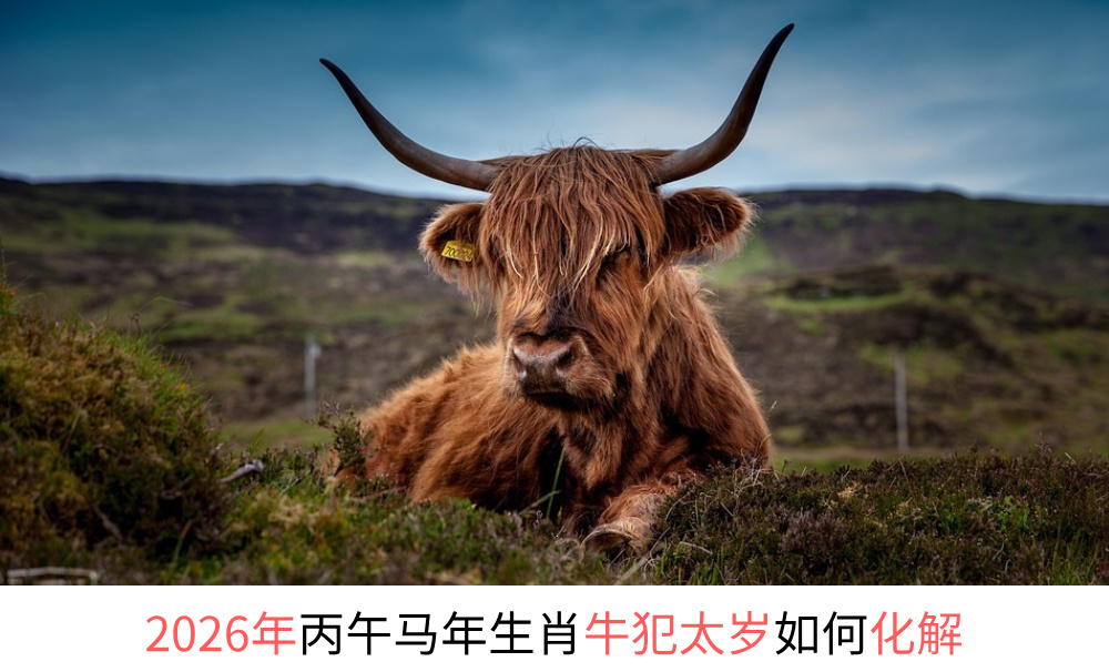 2026年丙午马年生肖牛犯太岁如何化解？
