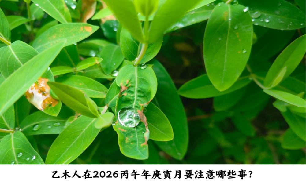 乙木人在2026丙午年庚寅月要注意哪些事？