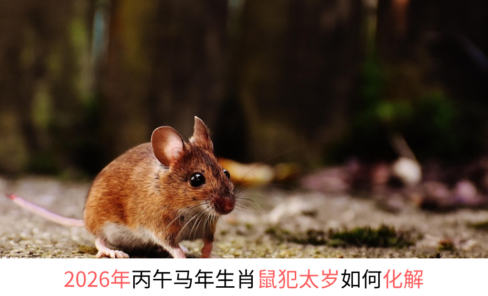 2026年丙午马年生肖鼠犯太岁如何化解?