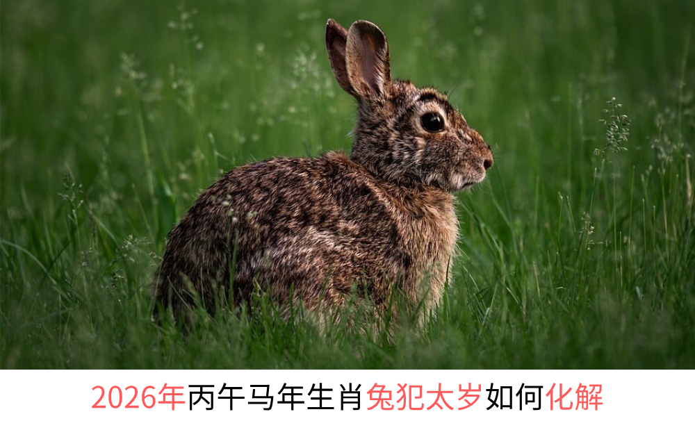 2026年丙午马年生肖兔犯太岁如何化解？