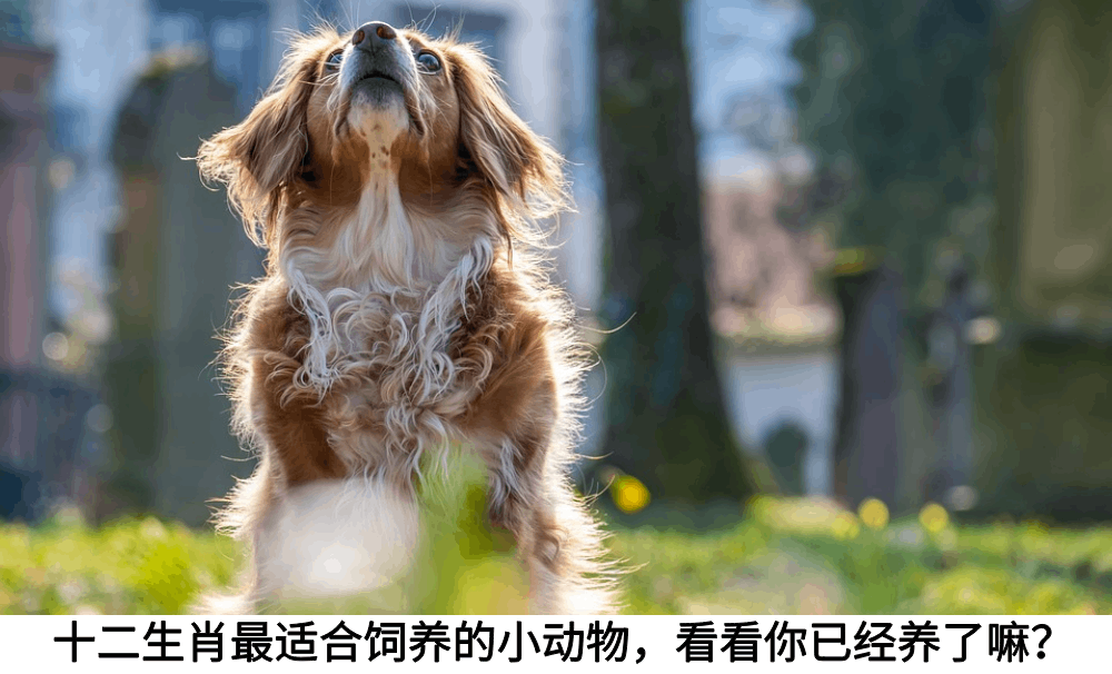 十二生肖最适合饲养的小动物，看看你已经养了嘛？