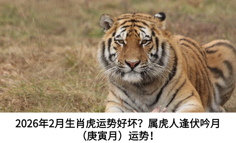 2026年2月生肖虎运势好坏？属虎人逢伏吟月（庚寅月）运势！
