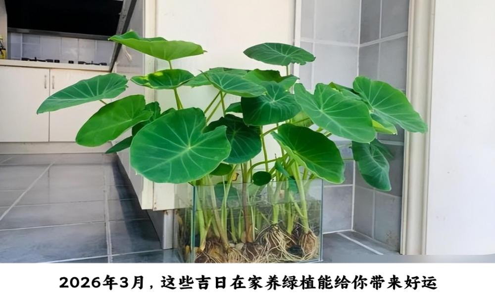2026年3月，这些吉日在家养绿植能给你带来好运