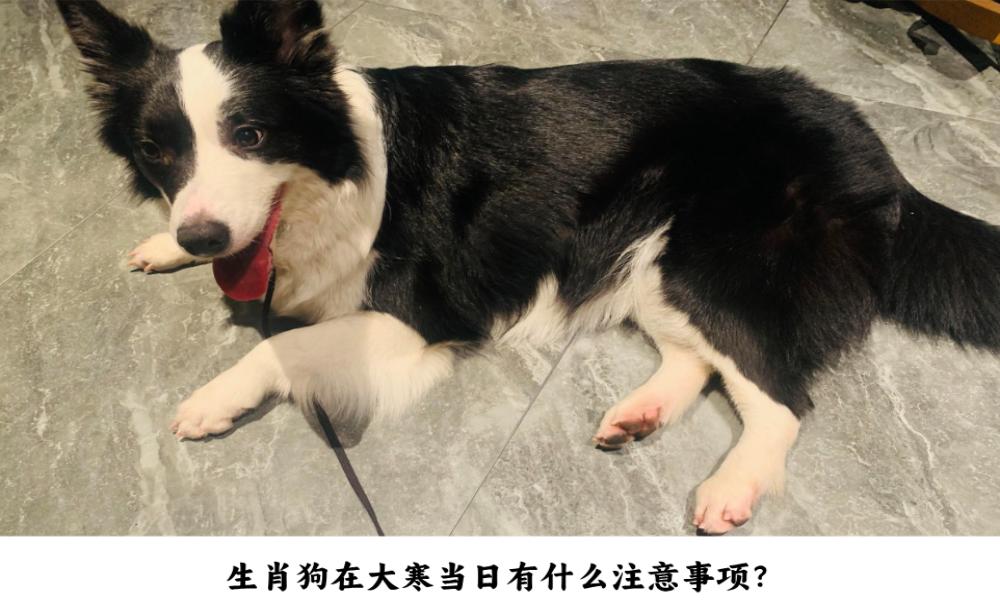 生肖狗在大寒当日有什么注意事项？