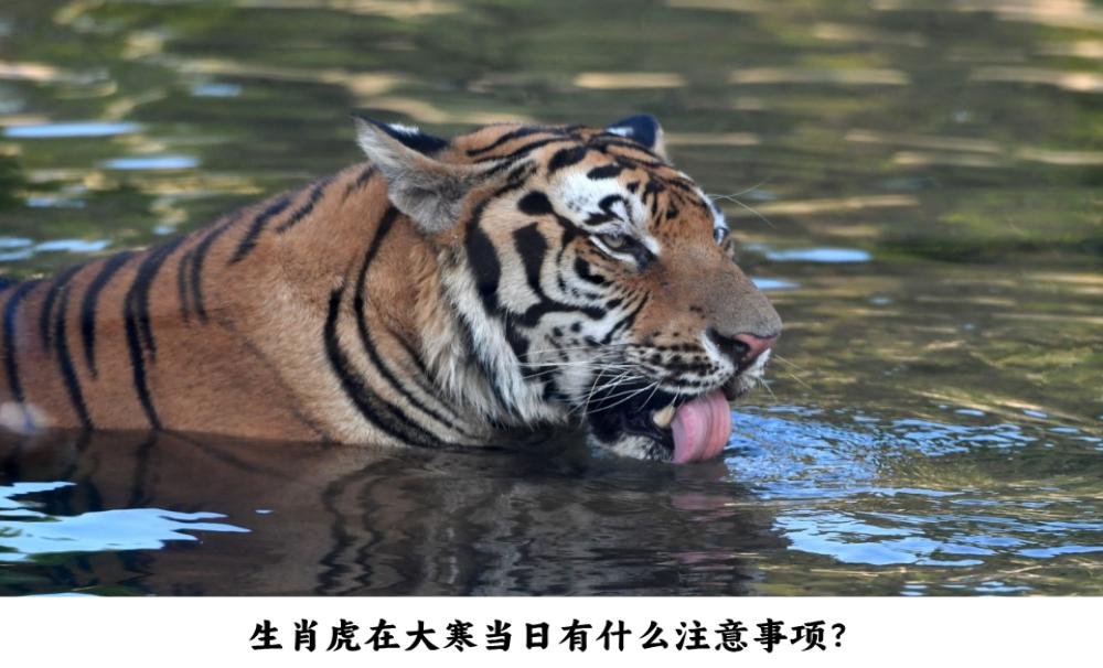 生肖虎在大寒当日有什么注意事项？