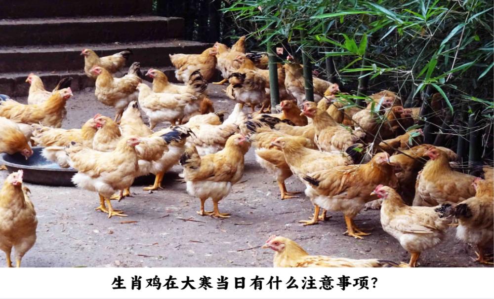 生肖鸡在大寒当日有什么注意事项？