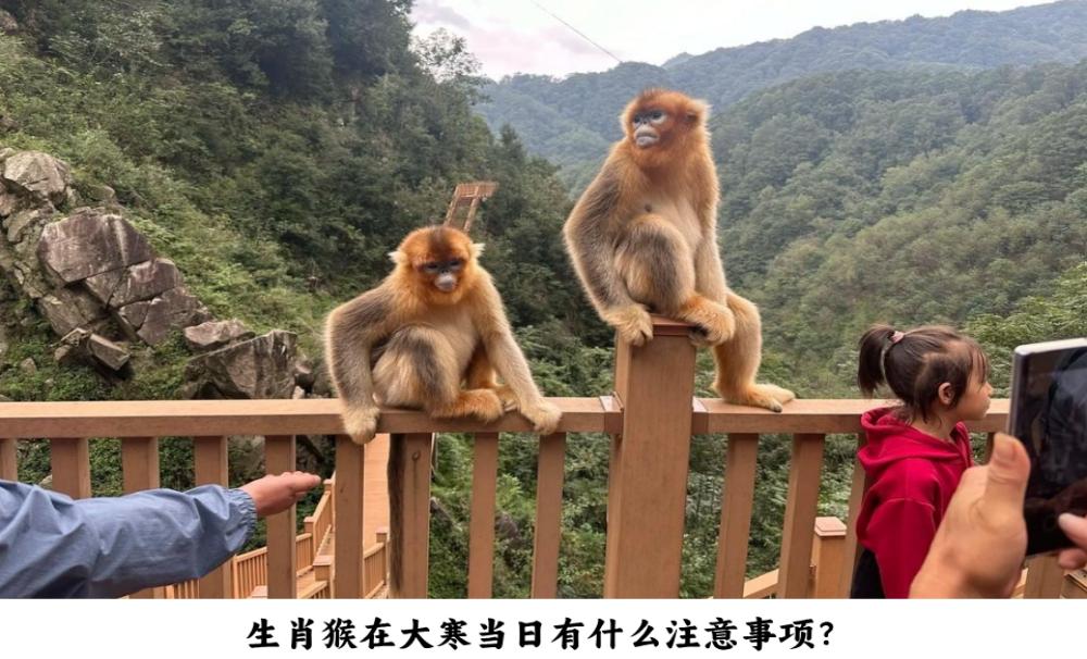 生肖猴在大寒当日有什么注意事项？