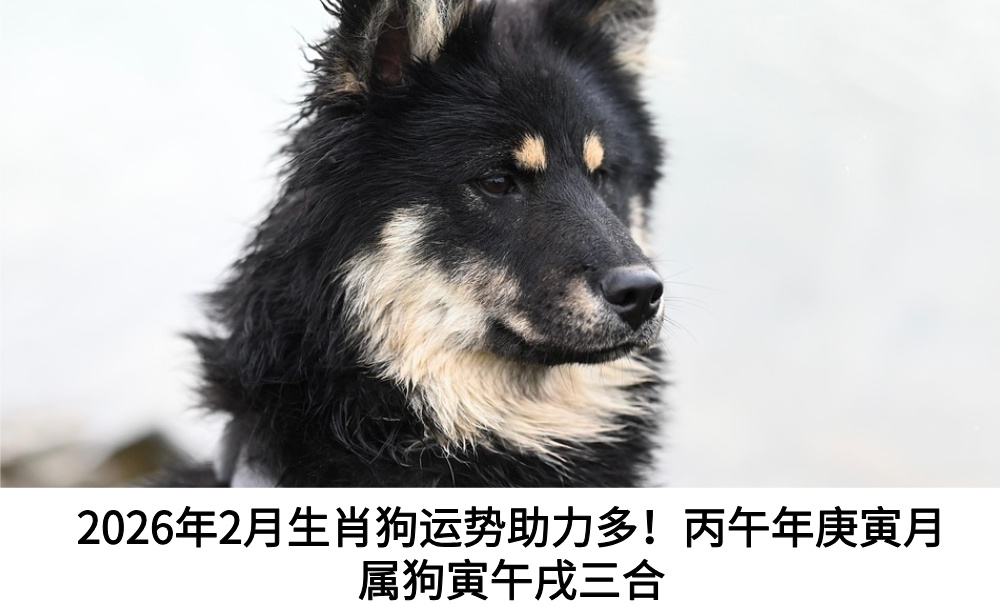 2026年2月生肖狗运势助力多！丙午年庚寅月属狗寅午戌三合