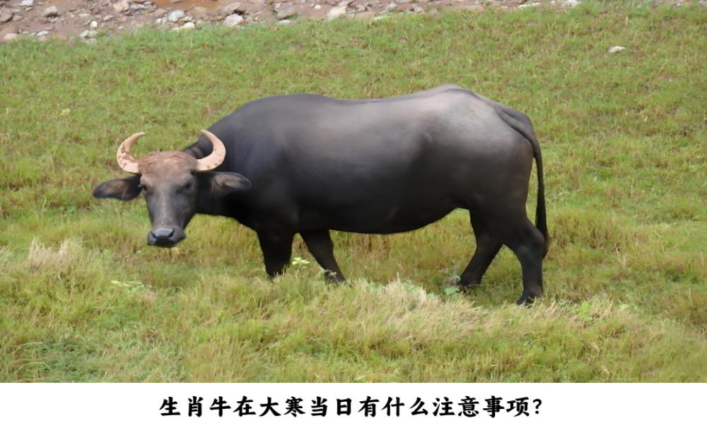 生肖牛在大寒当日有什么注意事项？