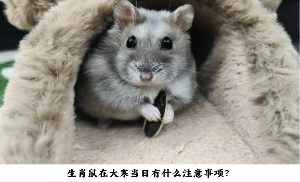 生肖鼠在大寒当日有什么注意事项？