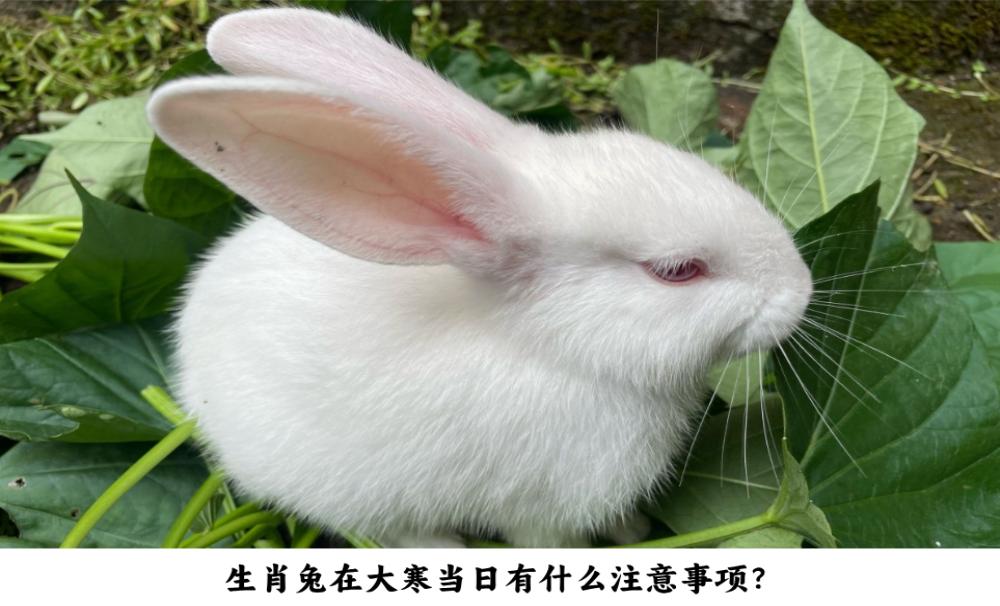 生肖兔在大寒当日有什么注意事项？