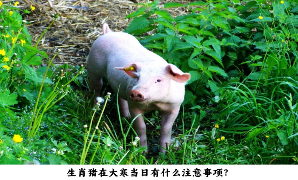 生肖猪在大寒当日有什么注意事项?