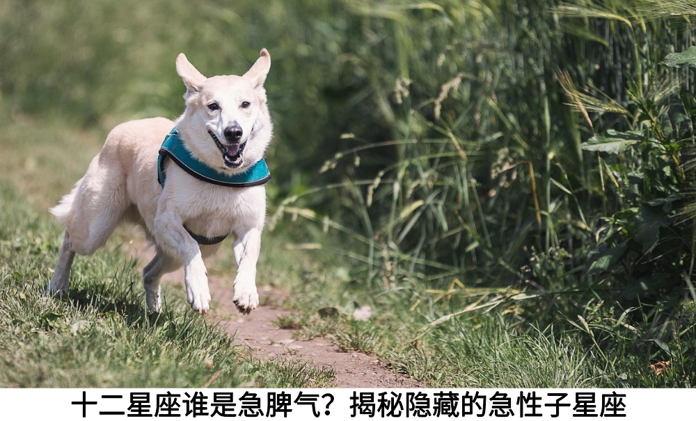 十二星座谁是急脾气？揭秘隐藏的急性子星座
