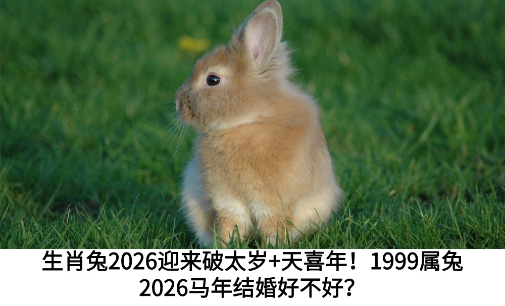 生肖兔2026迎来破太岁+天喜年！1999属兔人2026马年结婚好不好？
