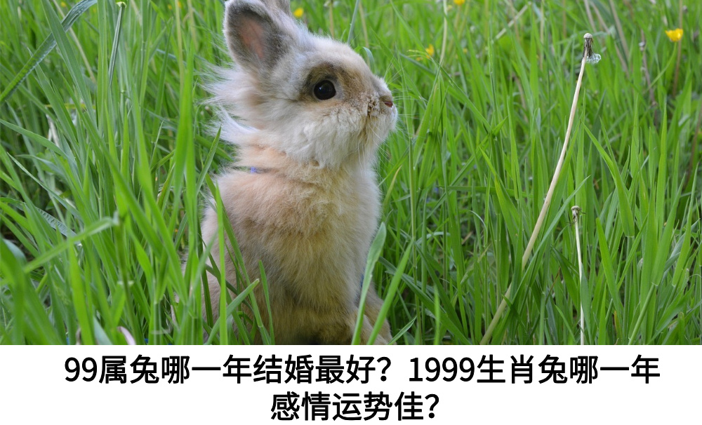 99属兔哪一年结婚最好?1999生肖兔哪一年感情运势佳?