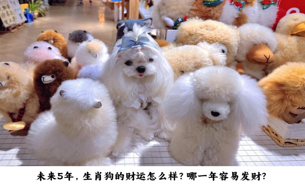 未来5年，生肖狗的财运怎么样？哪一年容易发财？