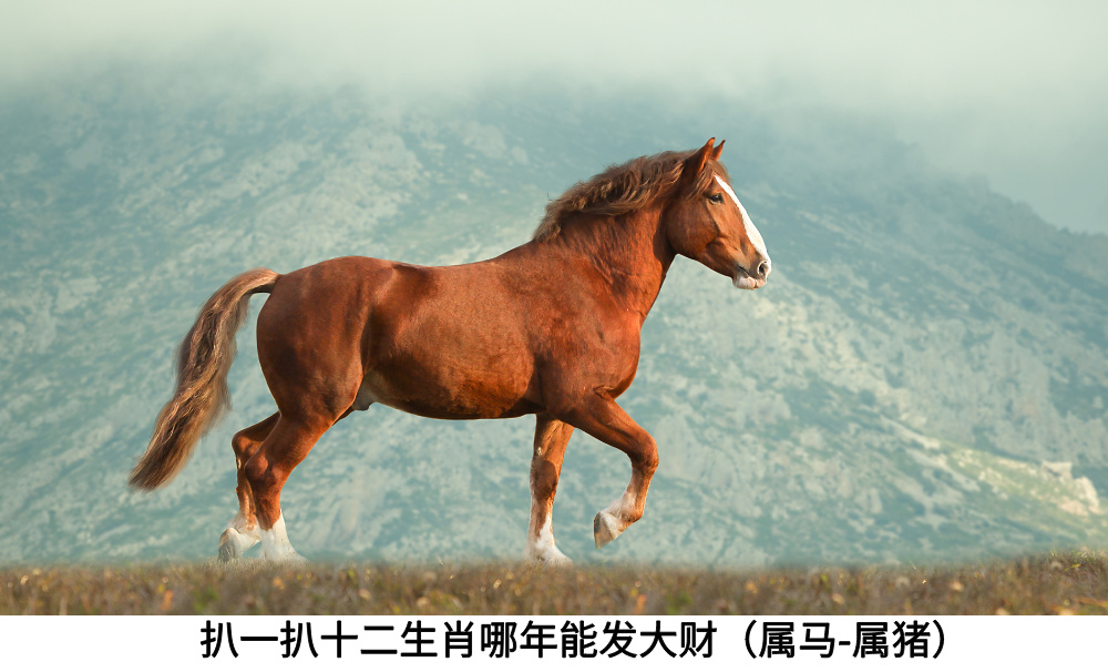 扒一扒十二生肖哪年能发大财（属马-属猪）