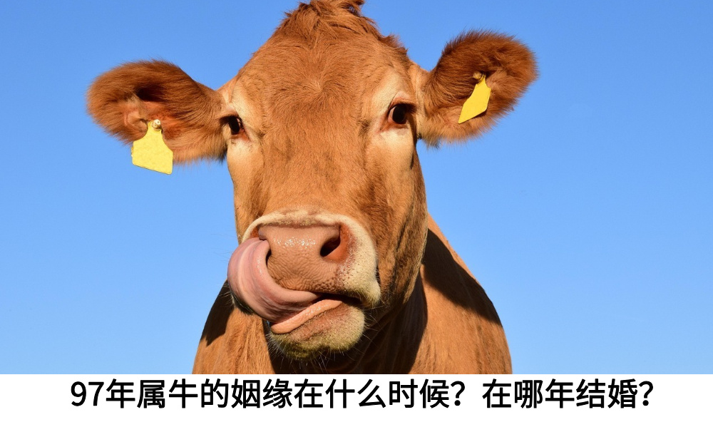97年属牛的姻缘在什么时候？在哪年结婚？