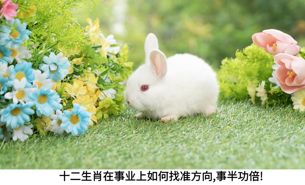 十二生肖在事业上如何找准方向,事半功倍!