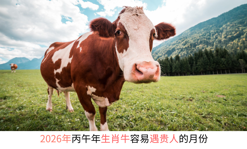 2026年丙午年生肖牛容易遇贵人的月份