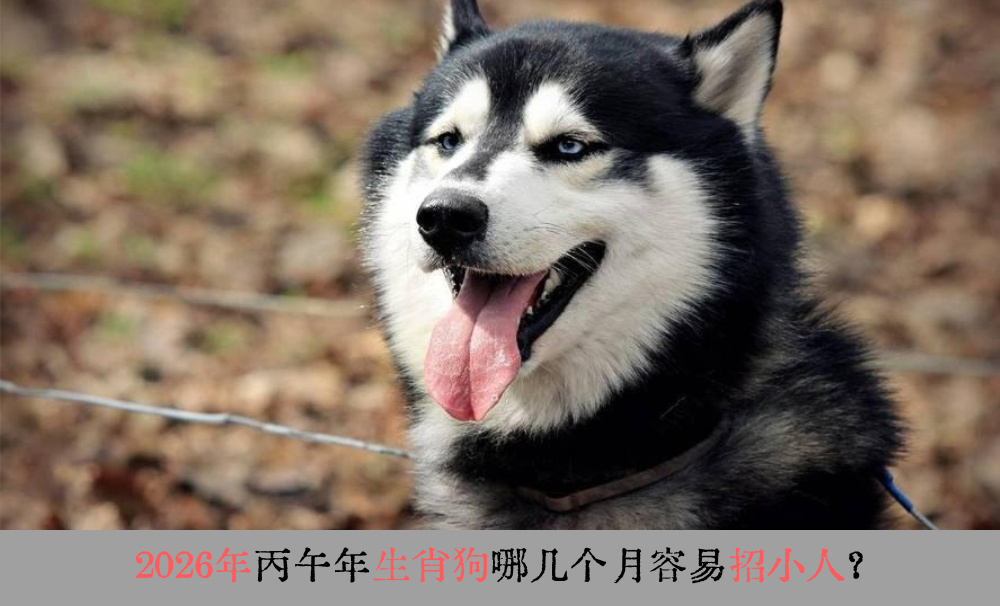 2026年丙午年生肖狗哪几个月容易招小人？