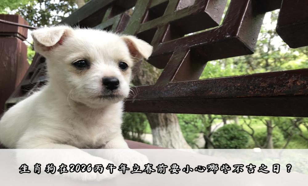 生肖狗在2026丙午年立春前要小心哪些不吉之日？