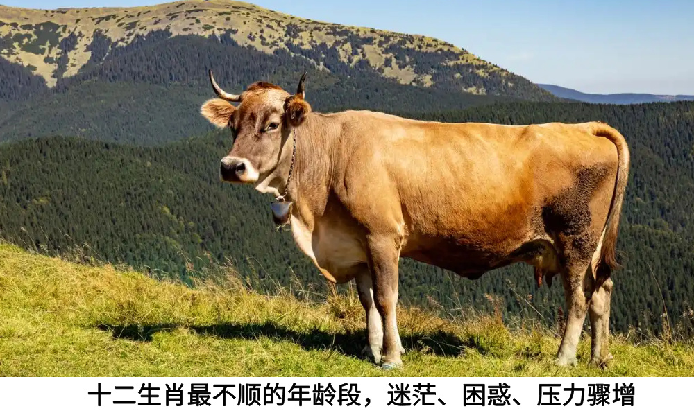 十二生肖最不顺的年龄段，迷茫、困惑、压力骤增