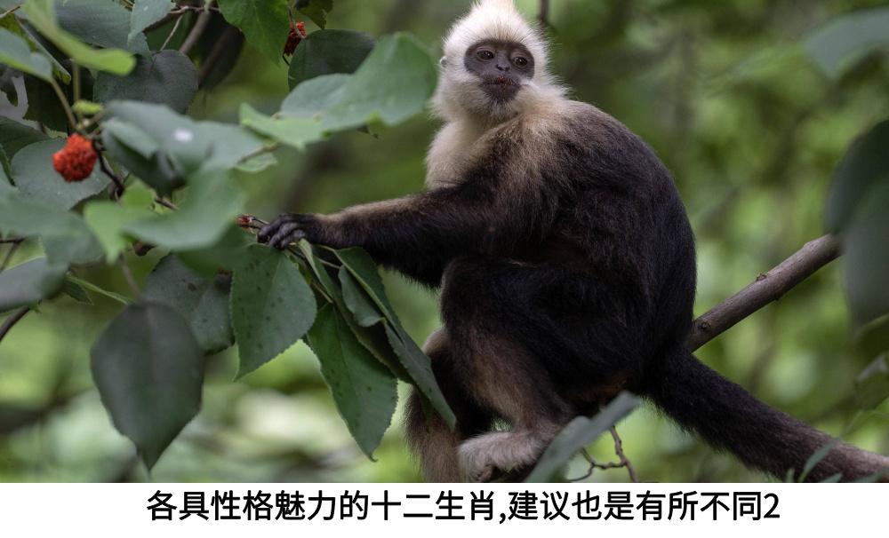 各具性格魅力的十二生肖，建议也是有所不同2