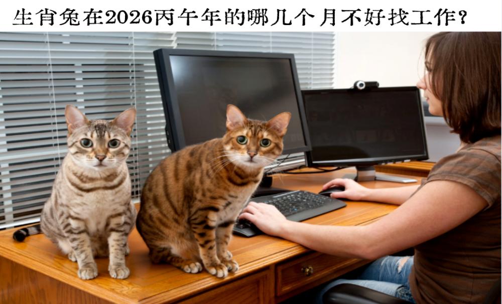 生肖兔在2026丙午年的哪几个月不好找工作?