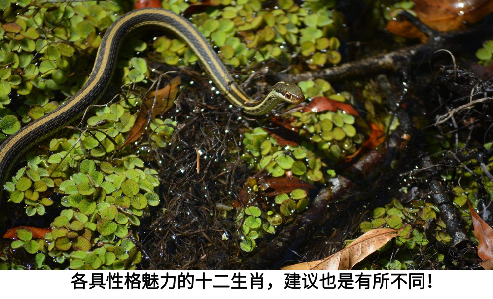 各具性格魅力的十二生肖,建议也是有所不同!