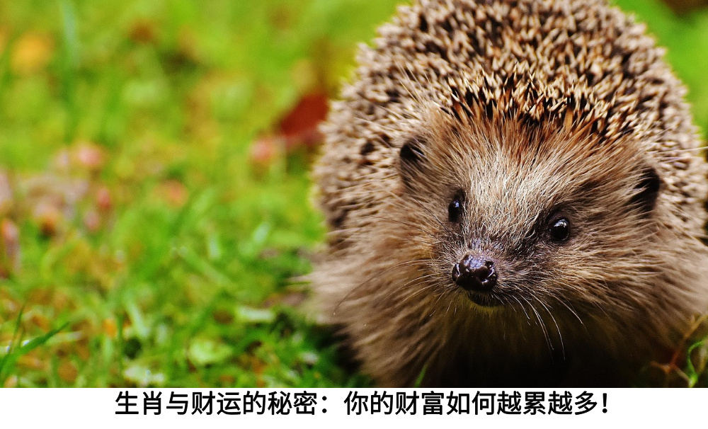 生肖与财运的秘密：你的财富如何越累越多！