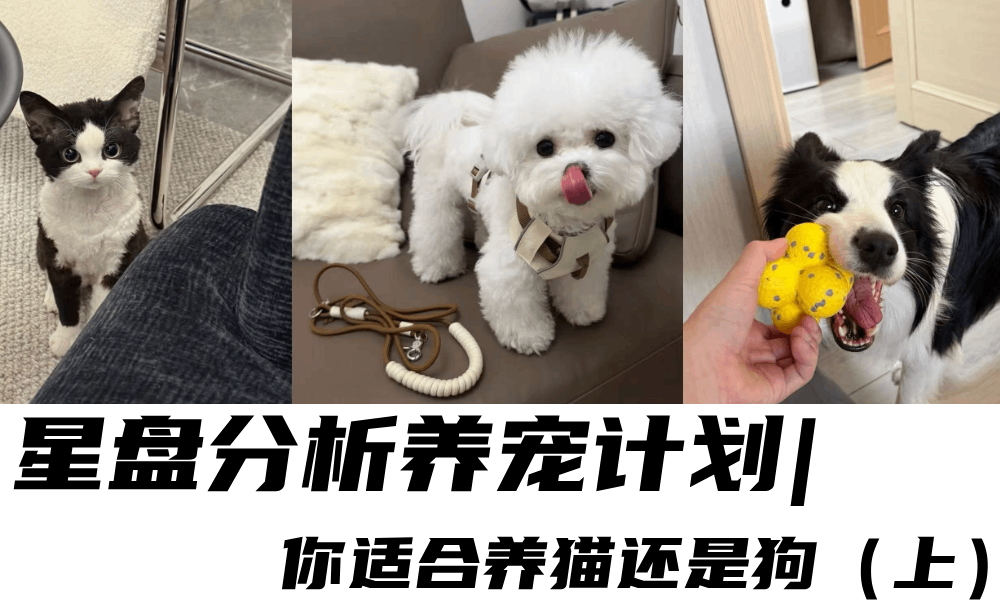 星盘分析养宠计划|你适合养猫还是狗（上）