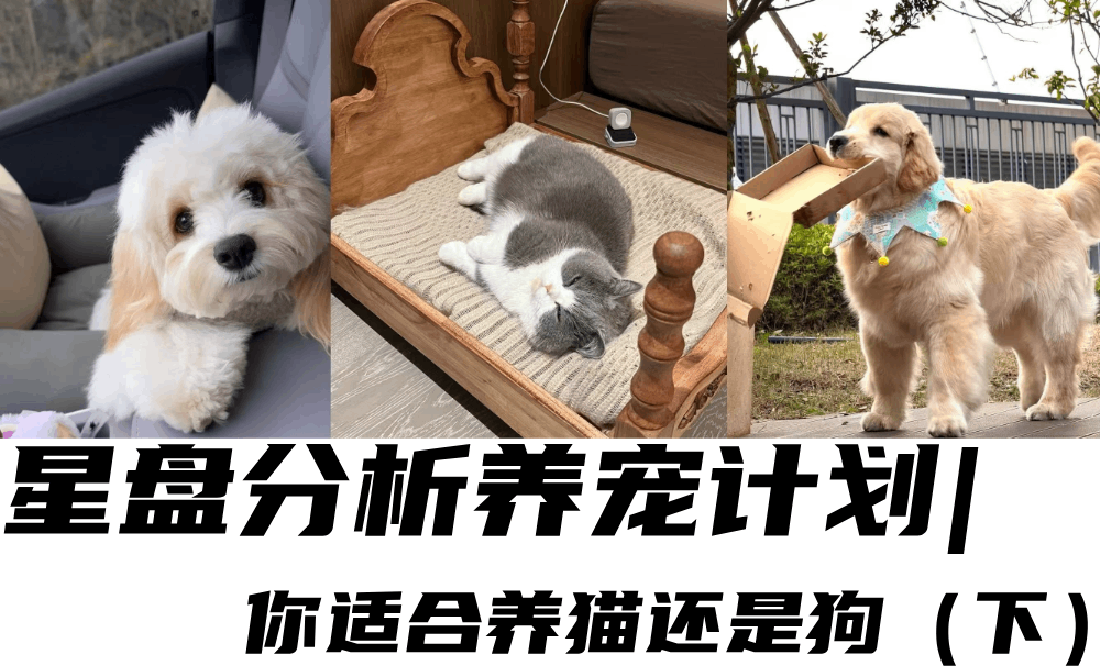 星盘分析养宠计划|你适合养猫还是狗（下）