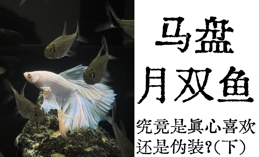 马盘月亮双鱼|究竟是真心喜欢还是伪装？（上）