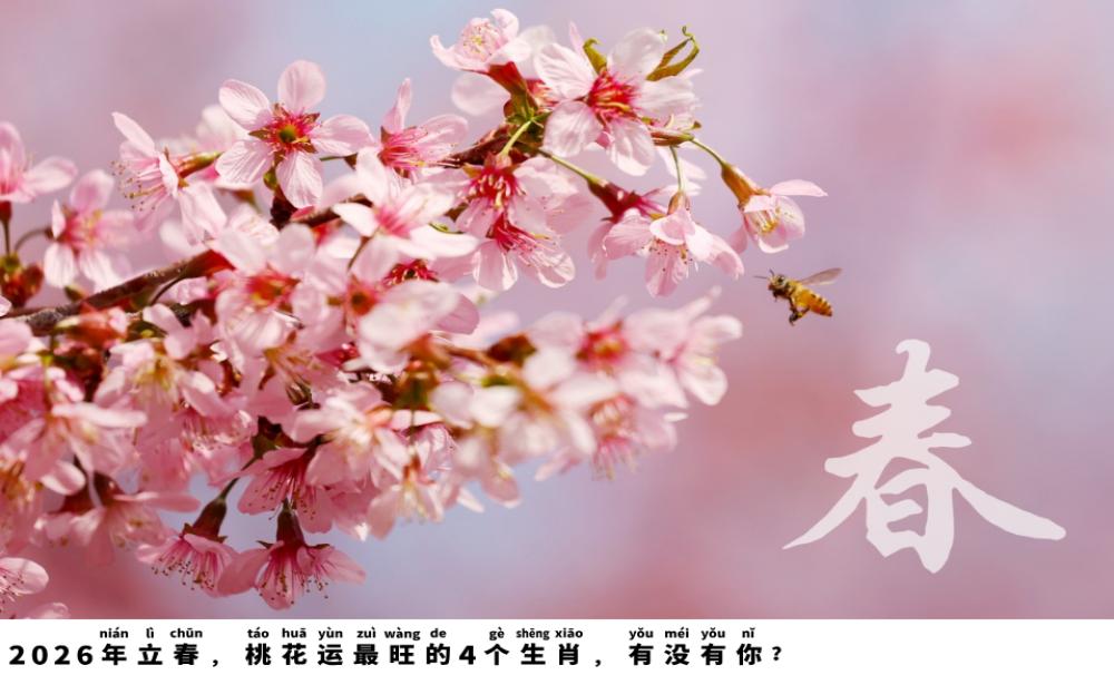 2026年立春，桃花运最旺的4个生肖，有没有你？