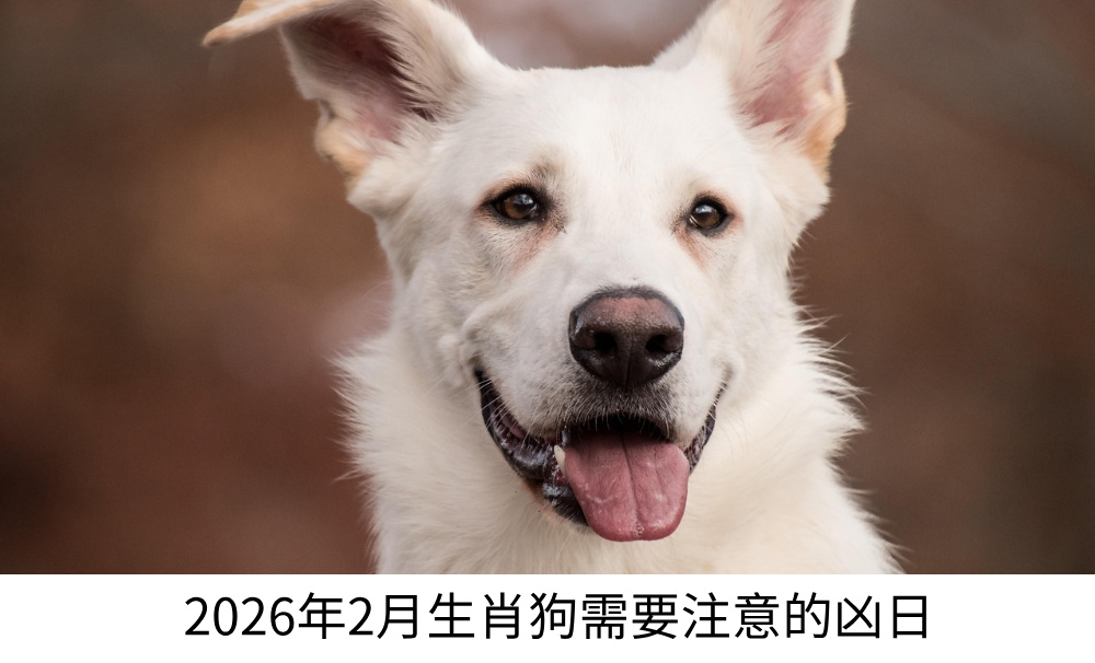 2026年2月生肖狗需要注意的凶日