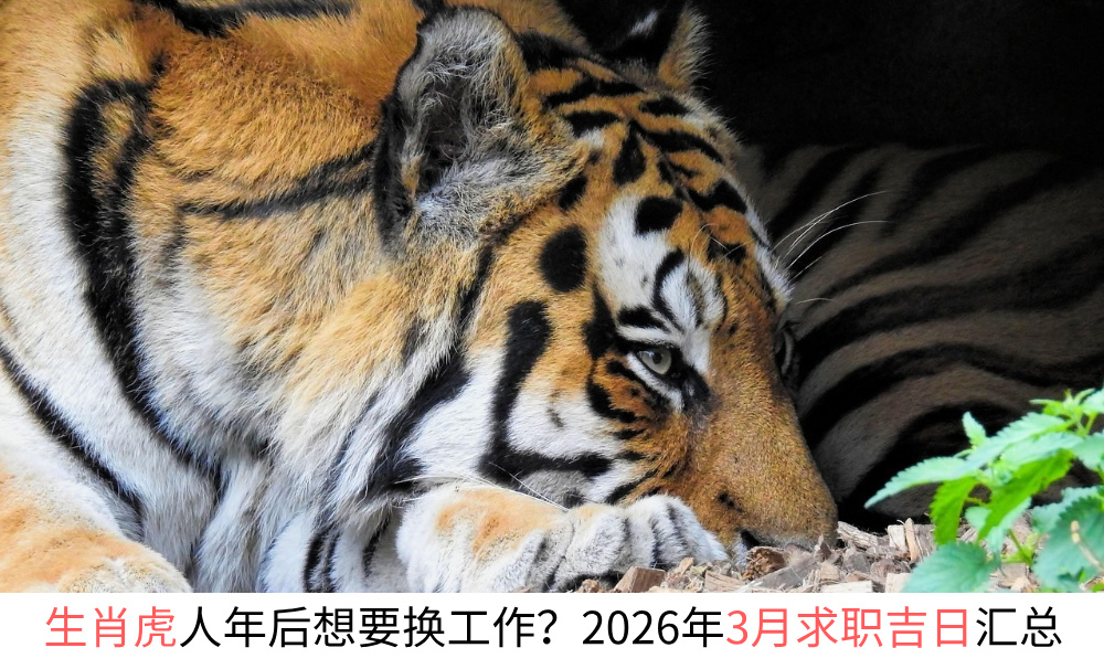生肖虎人年后想要换工作？2026年3月求职吉日汇总