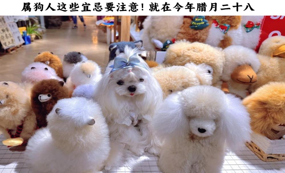 属狗人这些宜忌要注意！就在今年腊月二十八