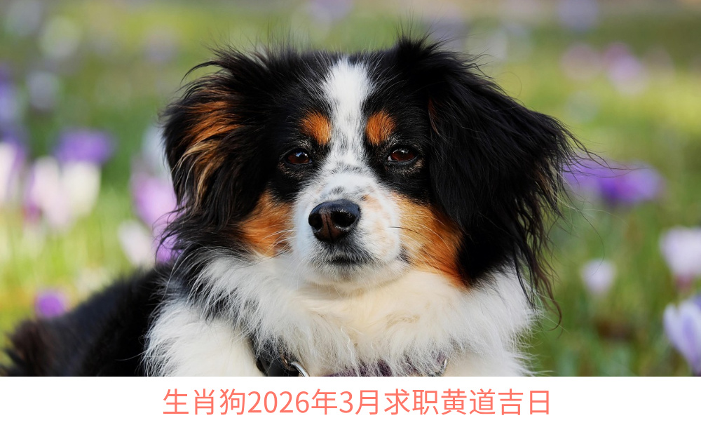 生肖狗2026年3月求职黄道吉日